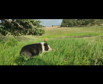 Liefie's Animal Rescue