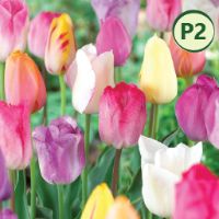 PASTEL TRIUMPH TULIPS (25 bulbs) item