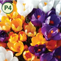 GIANT MIXED CROCUS (12 bulbs) item