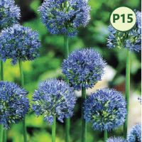 BLUE AZURE ALLIUM (25 bulbs) item