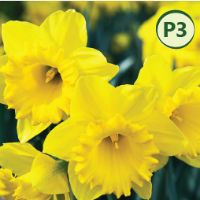 DUTCH MASTER DAFFODILS (25 bulbs) item