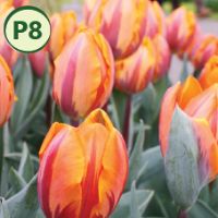 PRINCESS IRENE TRIUMPH TULIP (10 bulbs) item