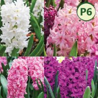 BERRIES & CREAM HYACINTH COLLECTION (12 bulbs) item