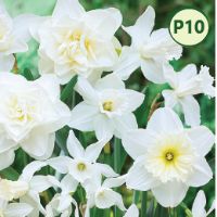 WHITE DIAMOND DAFFODIL MIX (10 bulbs) item