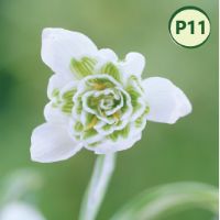 SNOWDROPS (10 bulbs) item