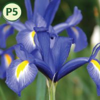 BLUE DIAMOND DUTCH IRIS (12 bulbs) item
