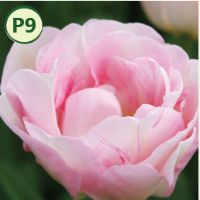 FINOLA DOUBLE LATE TULIP (10 bulbs) item