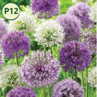 BUBBLE BLEND ALLIUM MIX (10 bulbs) item