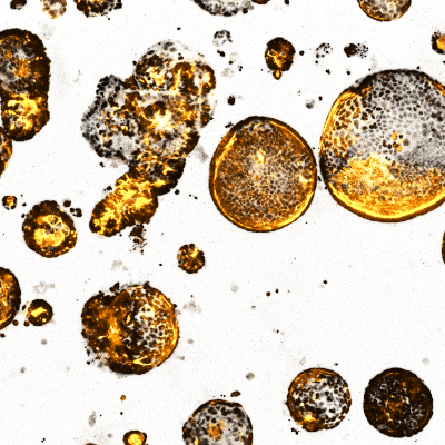 15. When Polarity Goes Haywire item