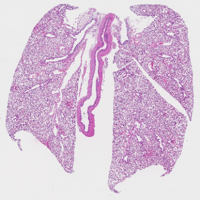 16. Structure interne d'un poumon de souris item