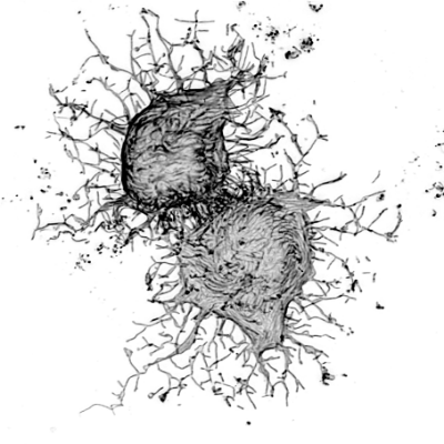 4. Gâteau Mont-Blanc item