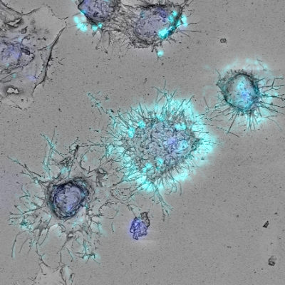 7. Microscopie Corrélative item