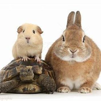 Other Pet Adoption Fe item