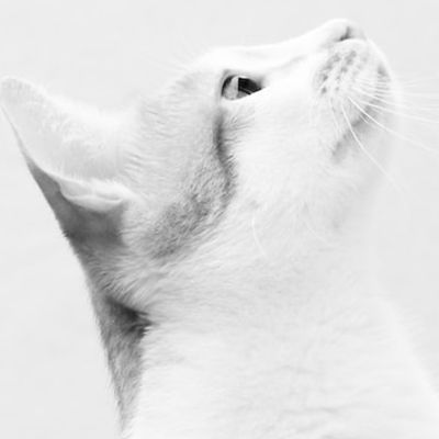 Adult Cat Adoption Fee item