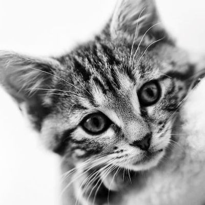 Kitten (2-6 months) Adoption Fee item