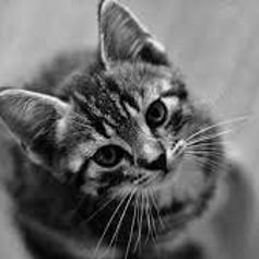 Kitten Adoption Fee (2-6 months) item