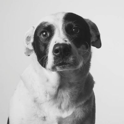 Dog Adoption Fee item