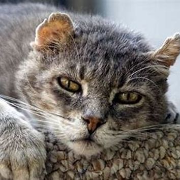 Senior/Special Needs Cat/Kitten Adoption Fee item