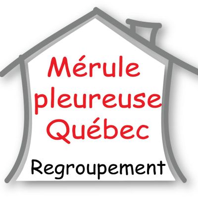 Mérule Québec