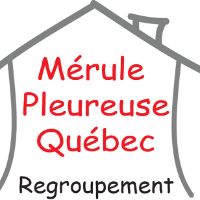 Mérule Québec