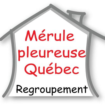 Mérule Québec