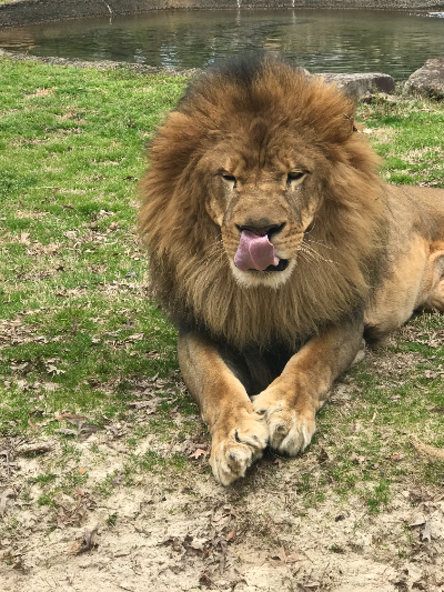 Marshall County Lions Club