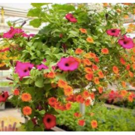 Hanging Basket - FULL SUN item