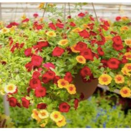 Hanging Basket - SHADED item