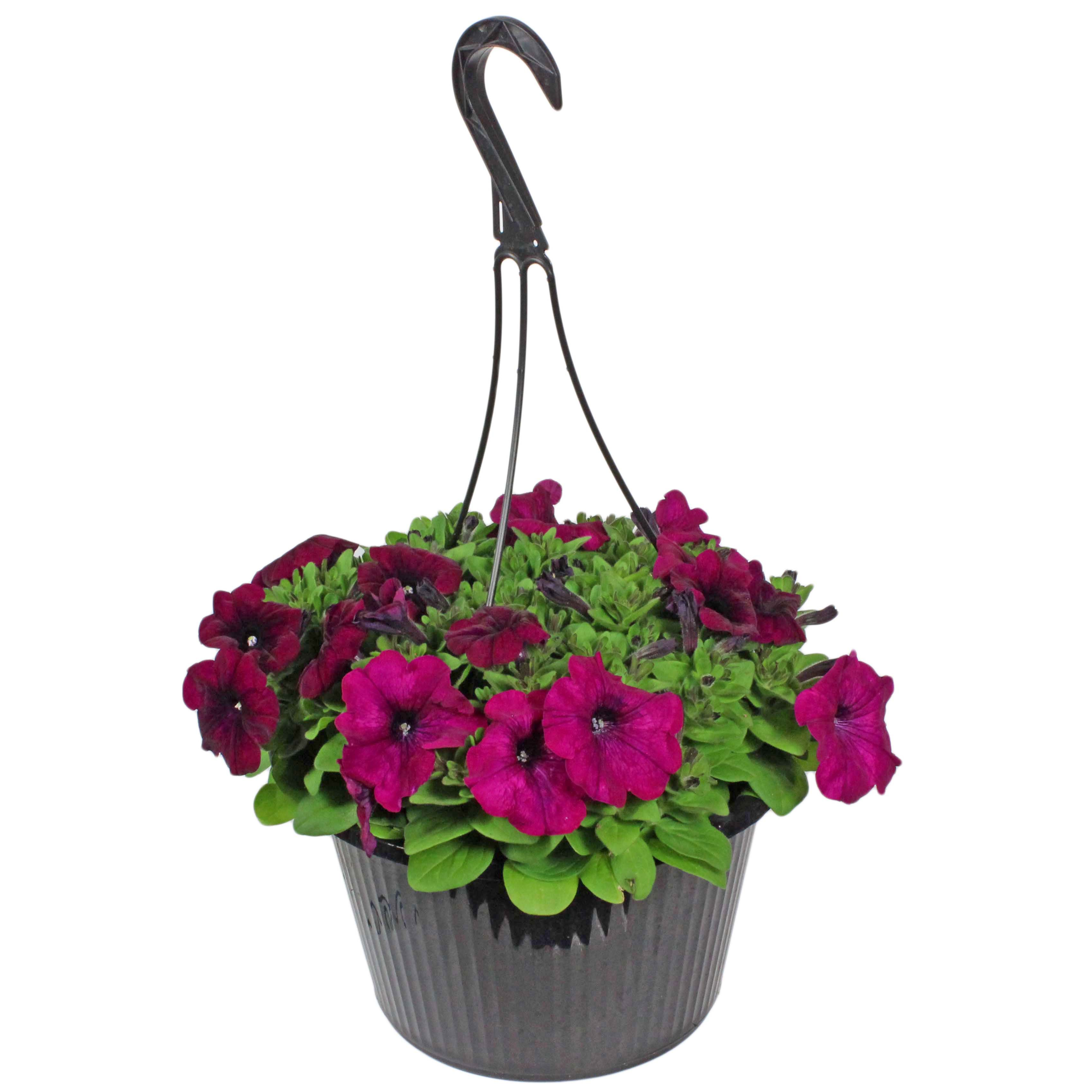 12" Petunia Hanging Basket item