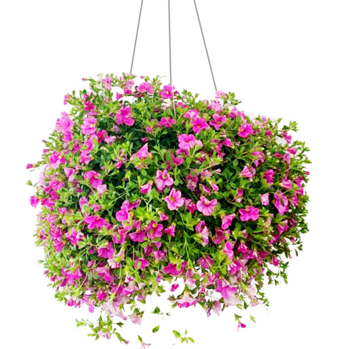 12" Million Bells Hanging Plant item