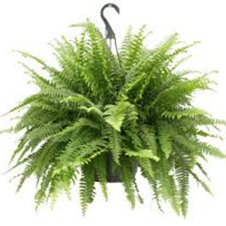 10" Fern Hanging Plant item