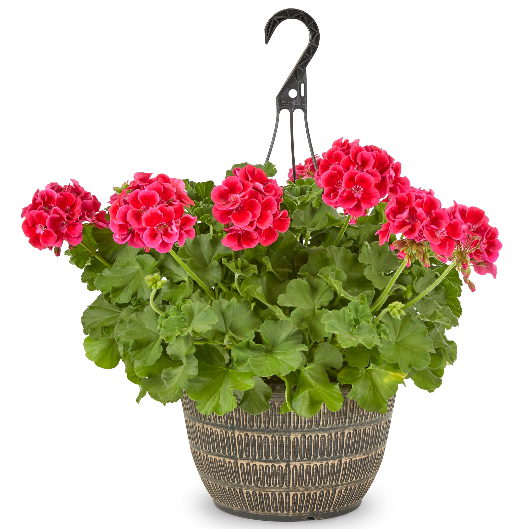 10" Geranium Hanging Plant item