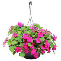 12" Impatiens Hanging Basket item