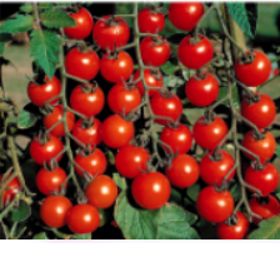 Tomates cerises Sweet 100 item