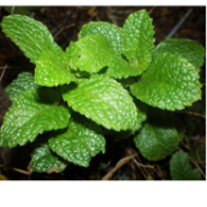 Menthe marocaine item