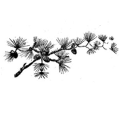 Summerville Museum and Research Center