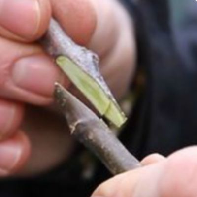 Custom Grafted Tree - We Graft for You item