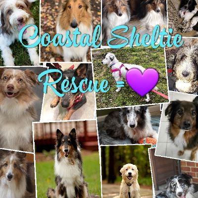 Coastal Sheltie Rescue Inc.