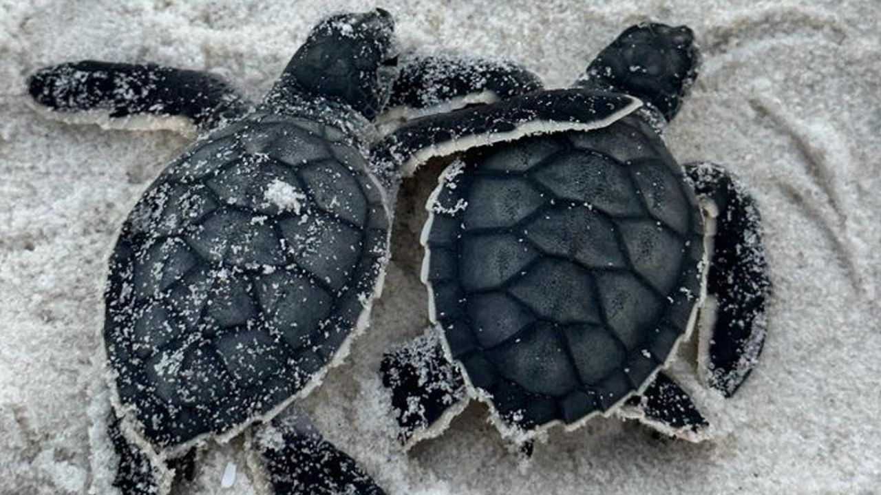 South Walton Turtle Watch