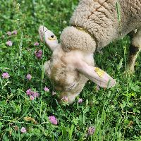 Biquette écopâturage