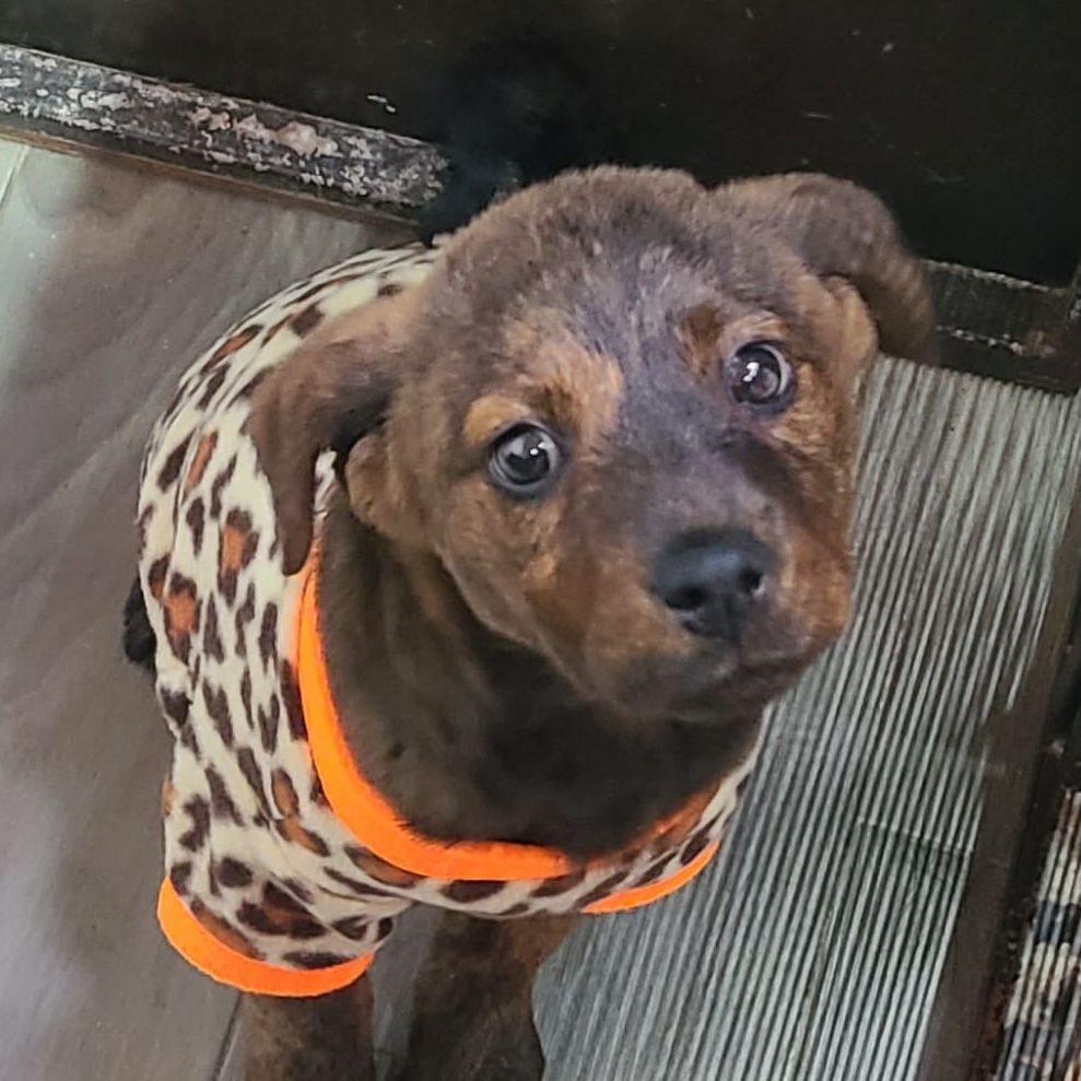 Pet effect.org/ SOS for Paws Penasco