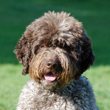 New England Agility Team