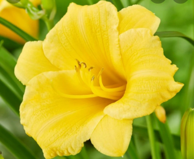 Yellow Daylily Limited