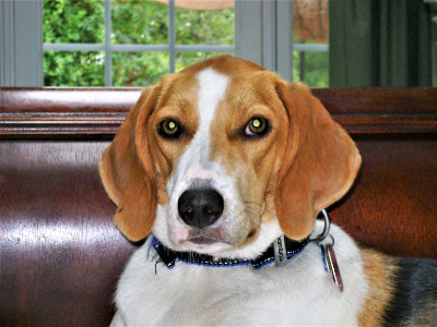 Chloe's Last Wish Foundation