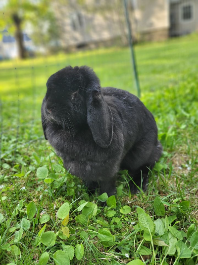 Hoppily Ever After
