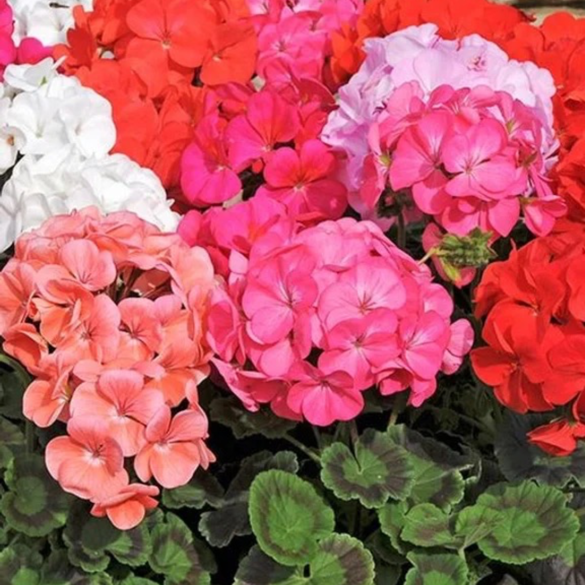 4 1⁄2“ Geraniums item