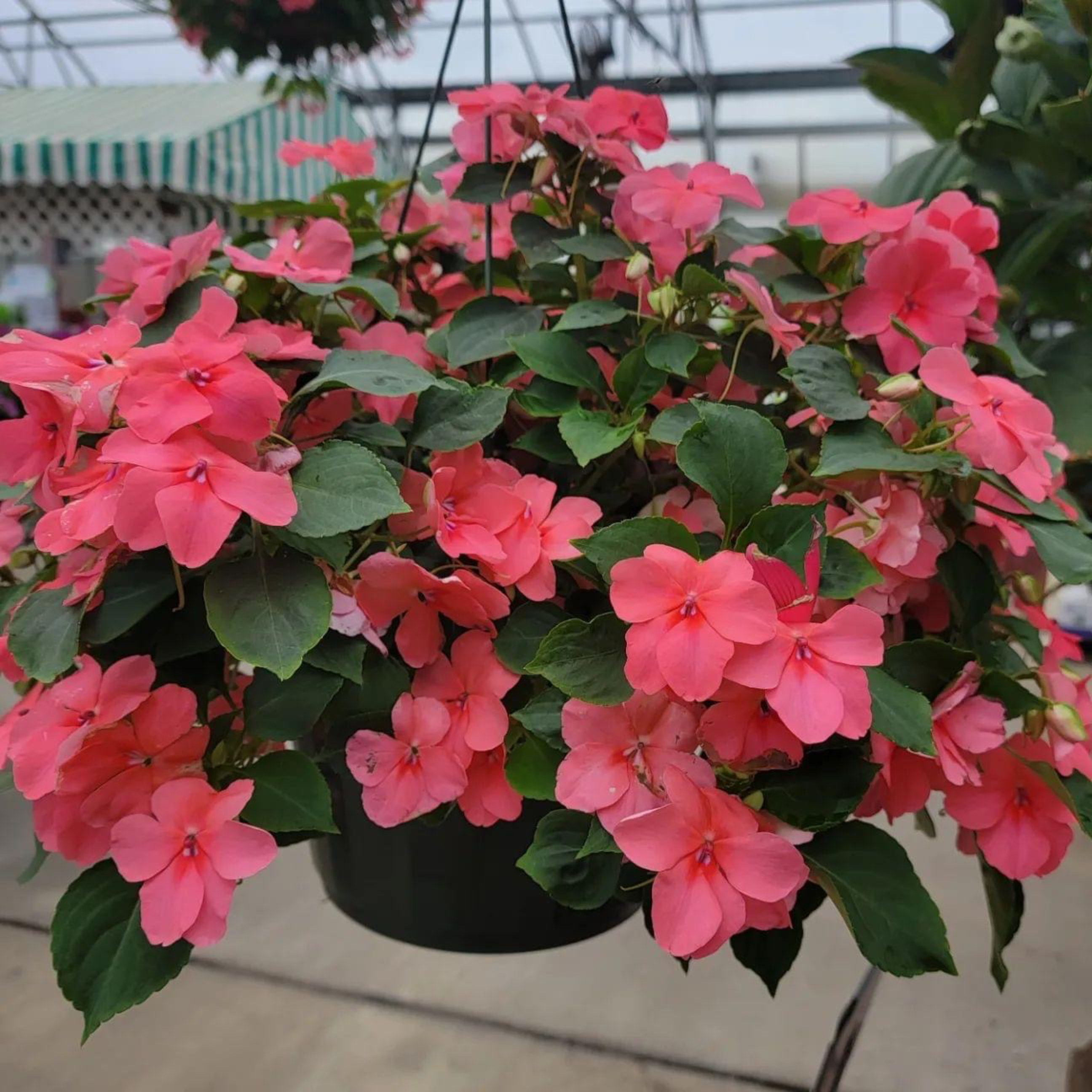 10” Annual Hanging Baskets item
