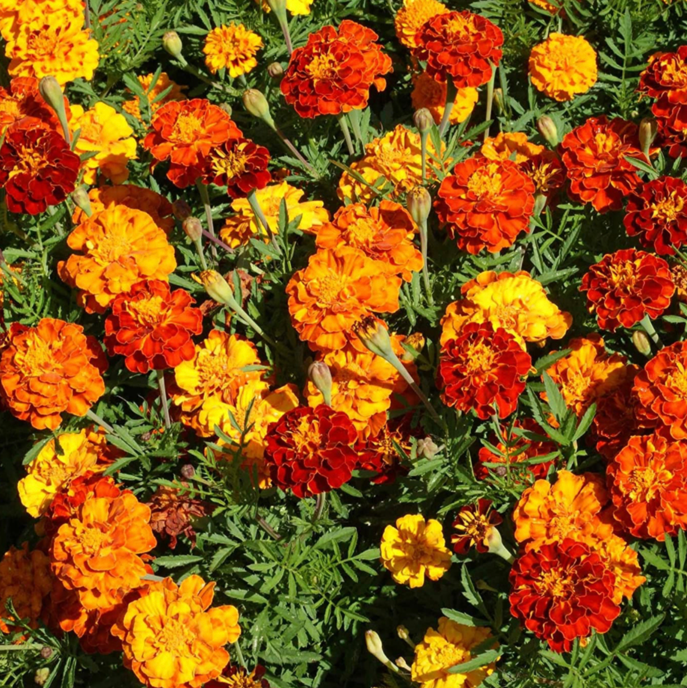 Annual Flats 24 - 36 Plants (packs only) item