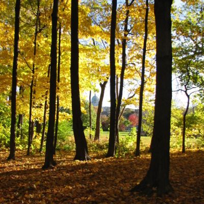 Amies du boisé  Dora Wasserman