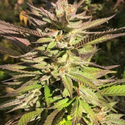 Haole Brownie 1/2 oz blessings item